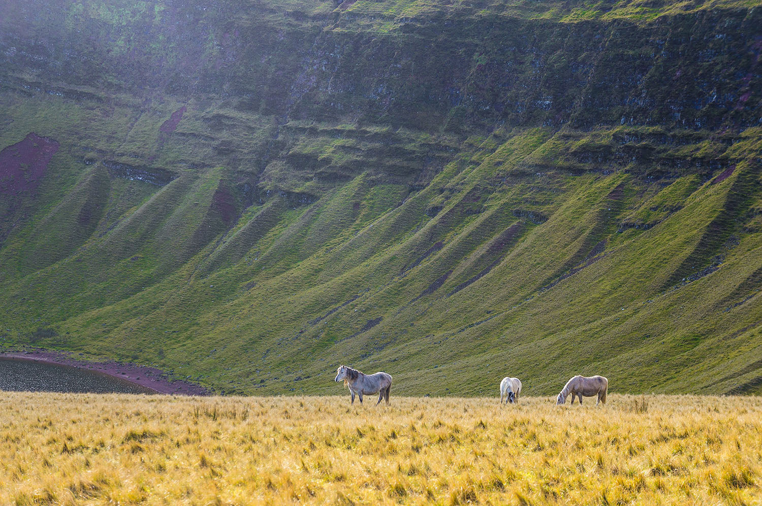 Pferde auf der Weide auf Camarthen Fans, dem Schwarzen Berg, Breacon Beacons, Wales, UK