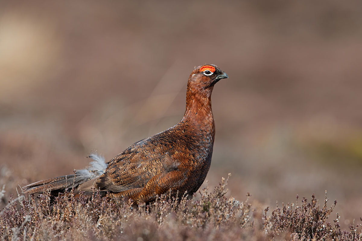 Red Grouse (Lagopus lagopus scotica) in the heather moorland of the Peak District.