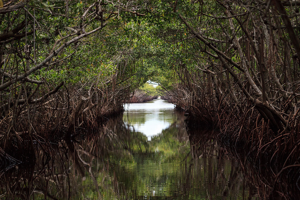 Mangrove swamps in the Florida Everglades