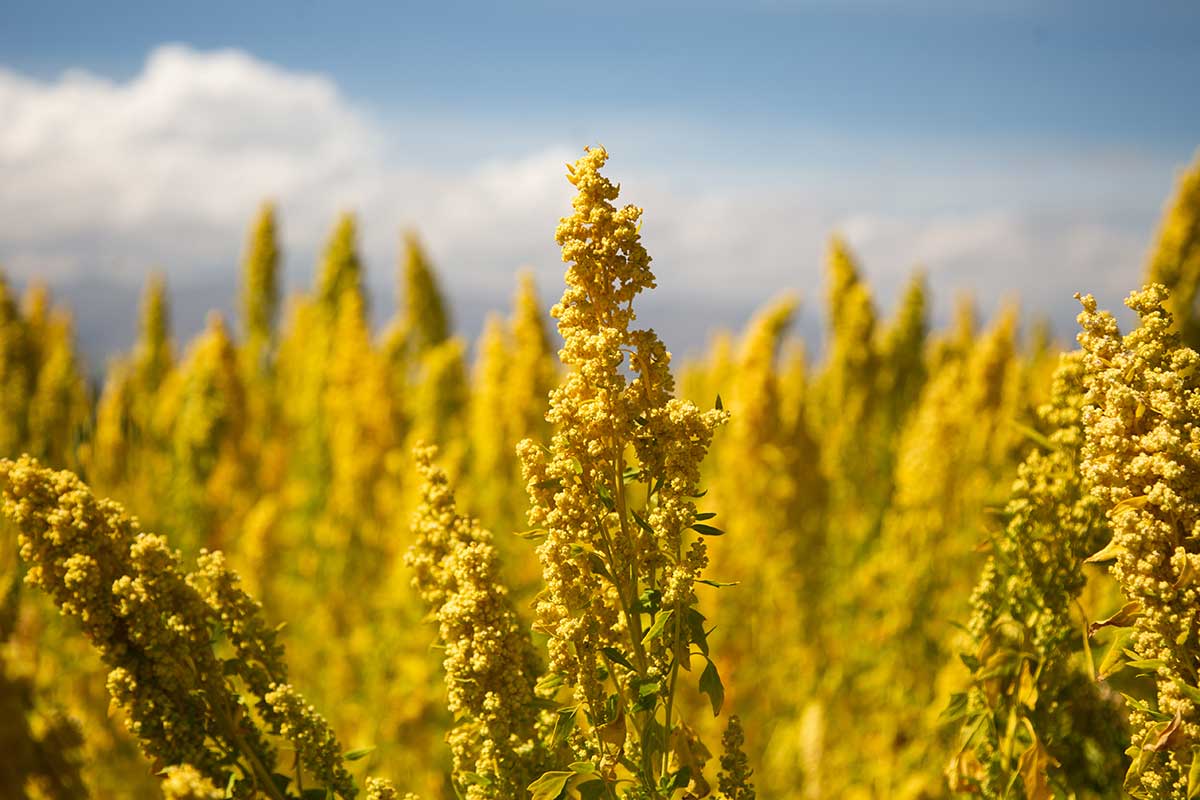 Quinoa Plant Fields in Peru