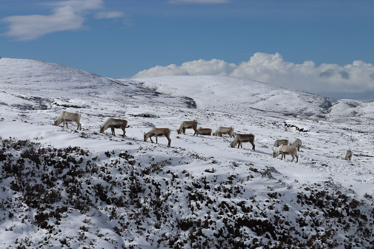 Reindeer herd in a Cairngorms winter, Scotland