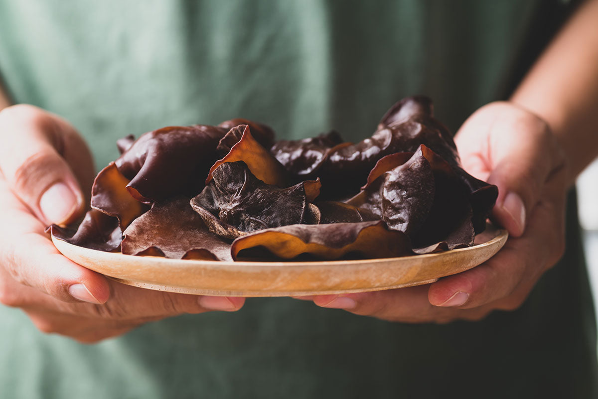 Jelly Ear Fungus