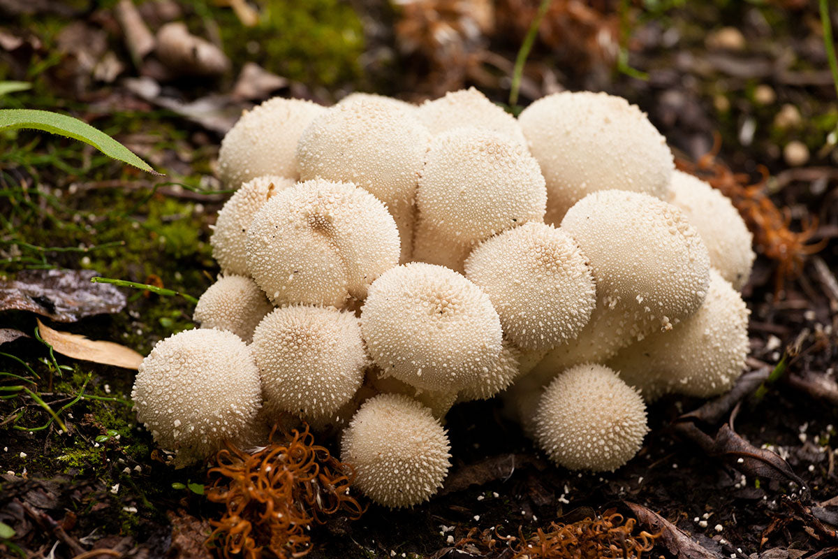 White balls in the Wood! – Common Puffball – The Mushroom Diary – UK Wild  Mushroom Hunting Blog