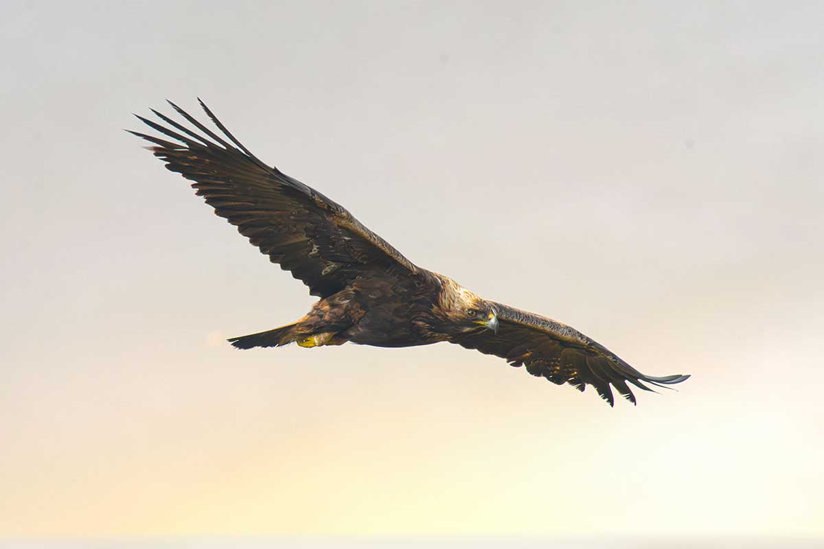 Golden Eagle in flight in Mull, Scotland.