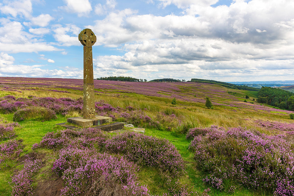 The Millennium Cross above Rosedale in the North York Moors, with purple heather in full bloom.