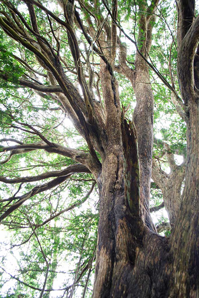 Yew forest in the South Downs