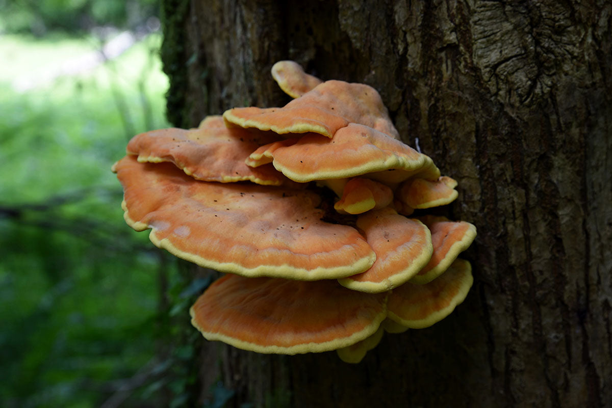 Chicken of the woods