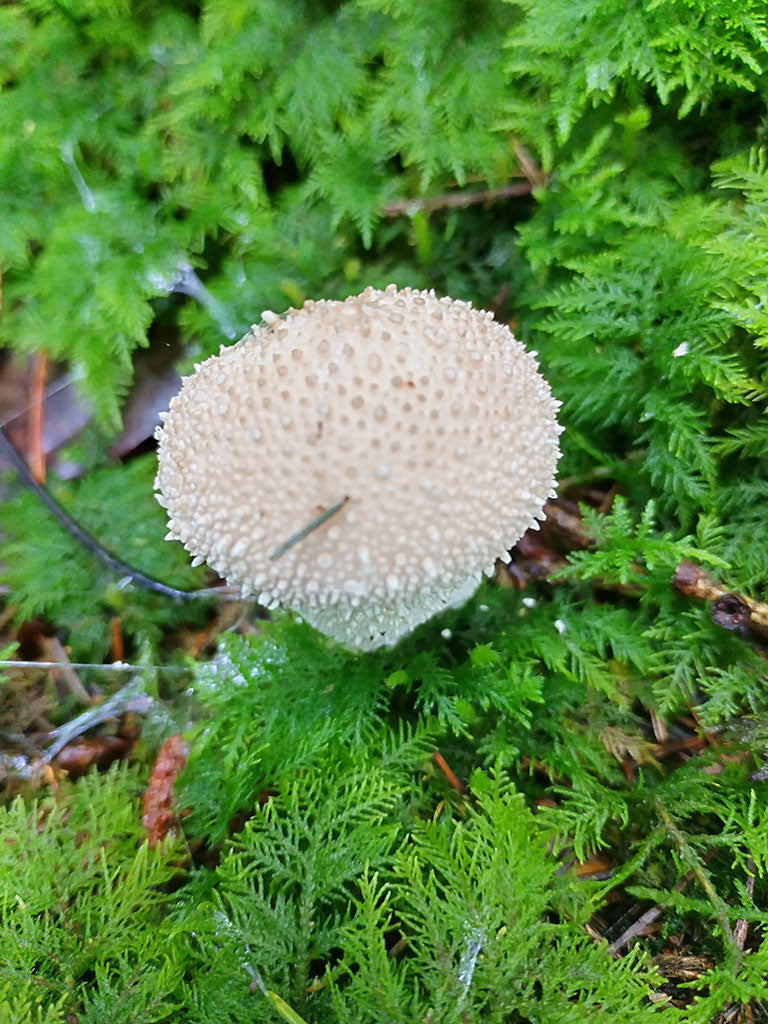 common puffball mushroom