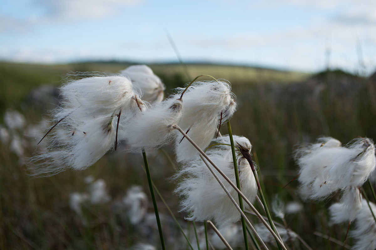 Cotton Grass Dartmoor