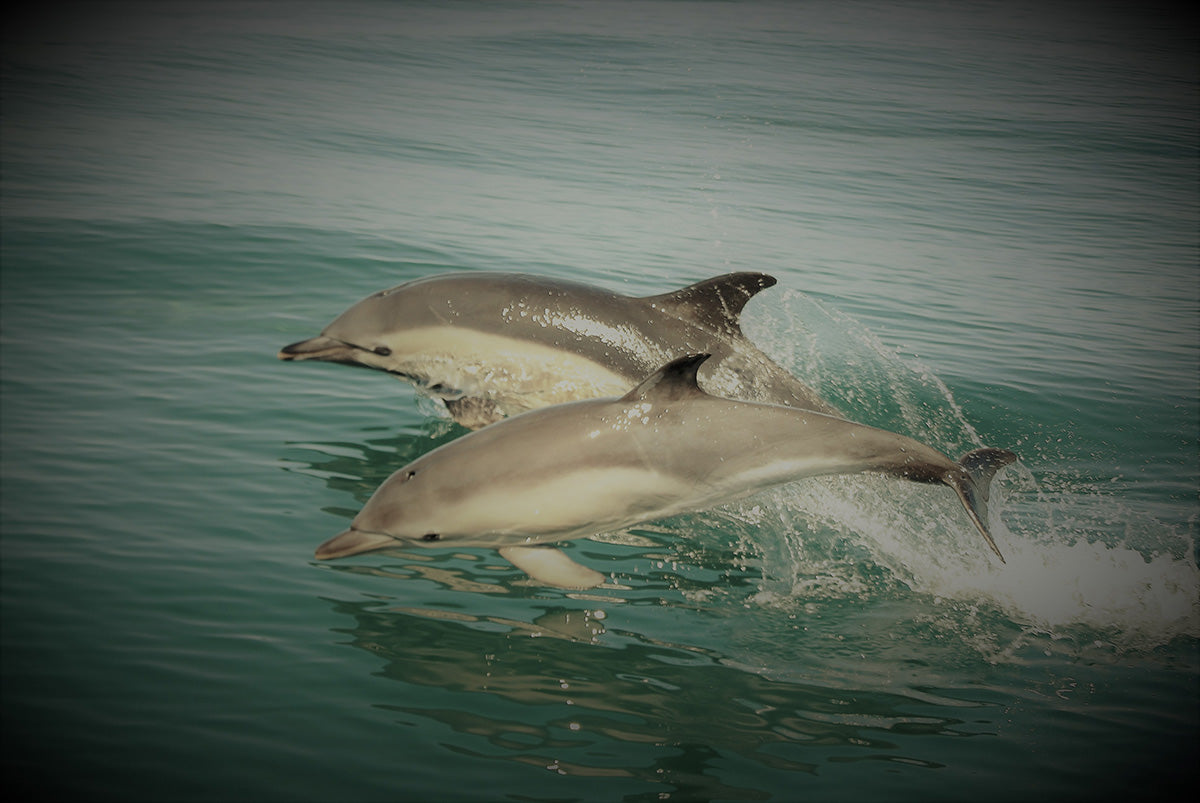 Dolphins Pembrokeshire coast