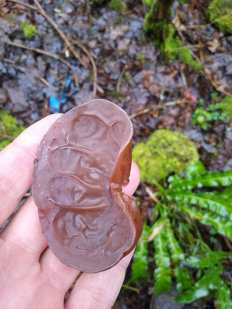 Jelly Ear fungus