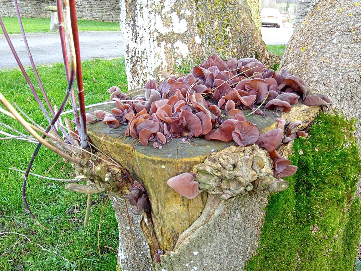 Jelly Ear Fungus