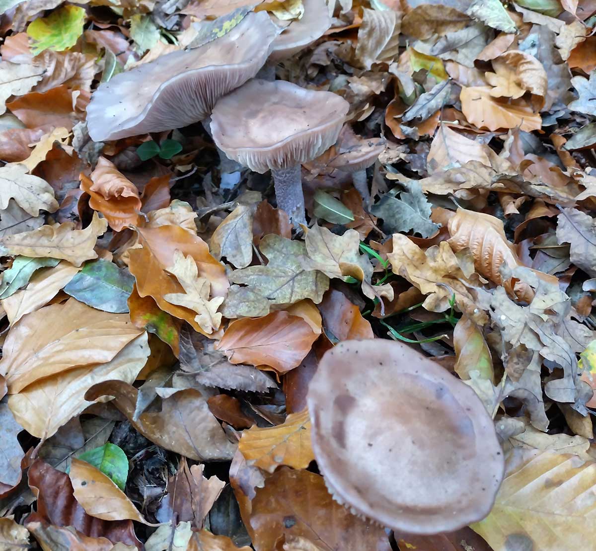 Foraging Guide: Wood Blewit Mushroom
