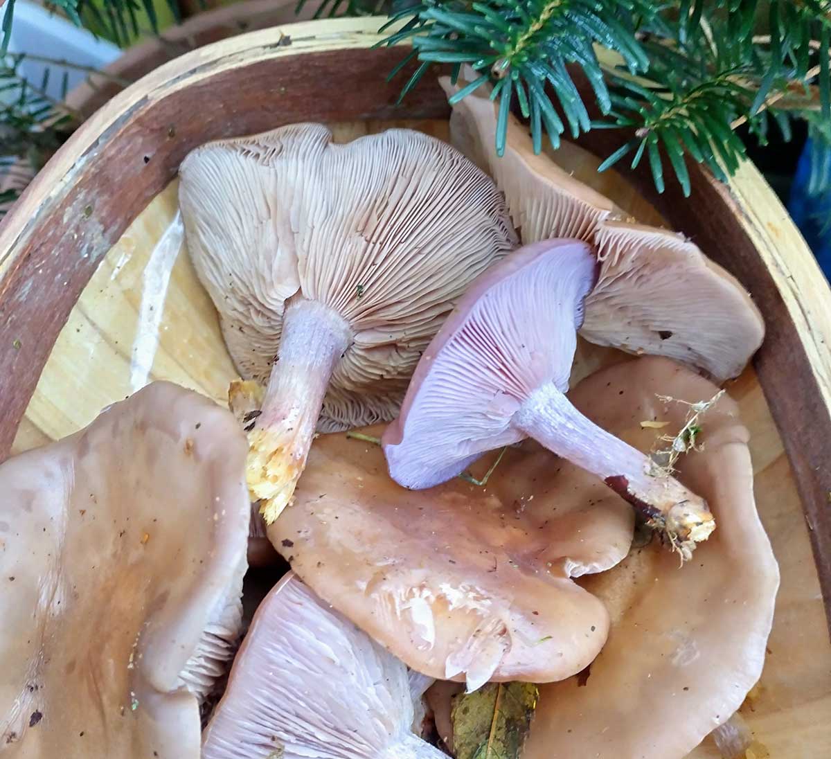 Wood Blewit Mushroom