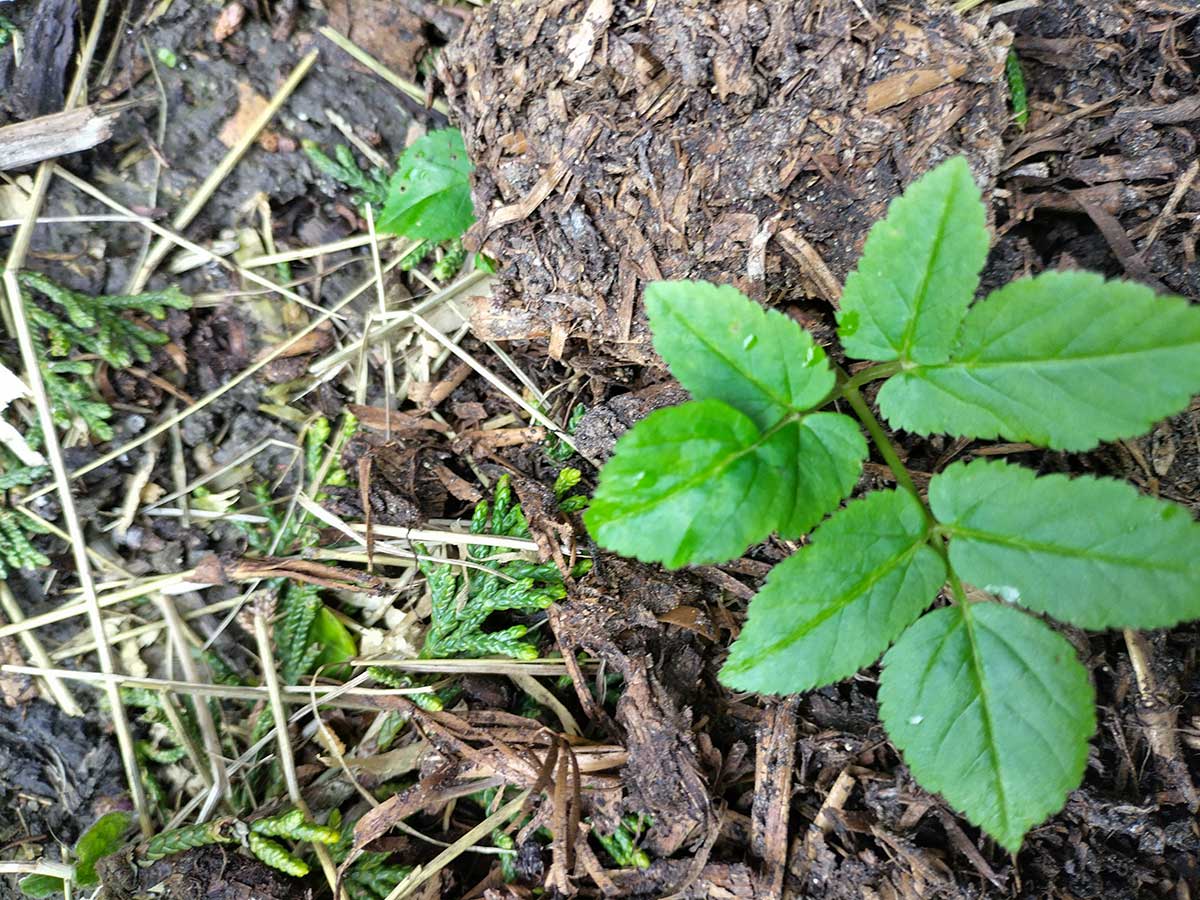 Ground Elder