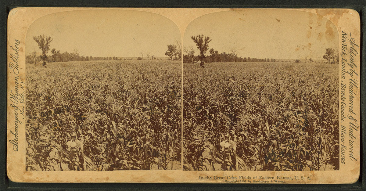 The great corn fields of Eastern Kansas in a stereoscopic photograph c. 1909 (Public Domain).