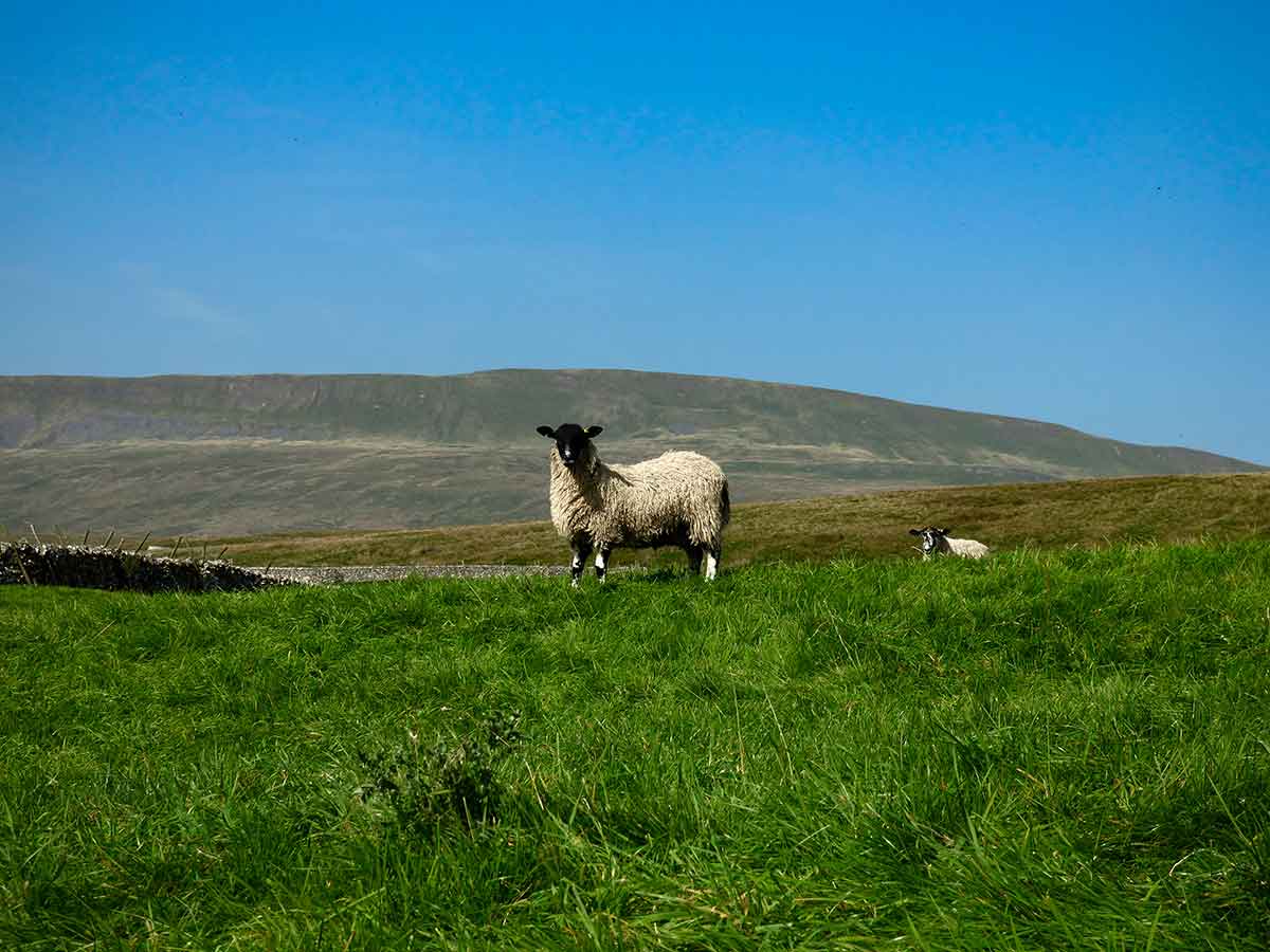 A sheep with Whernside in the background.