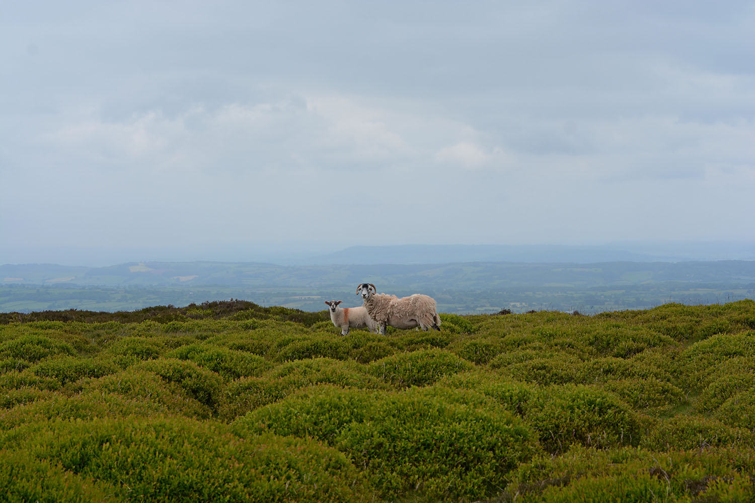 Two sheep amongst the heather on a Welsh hillside during the spring