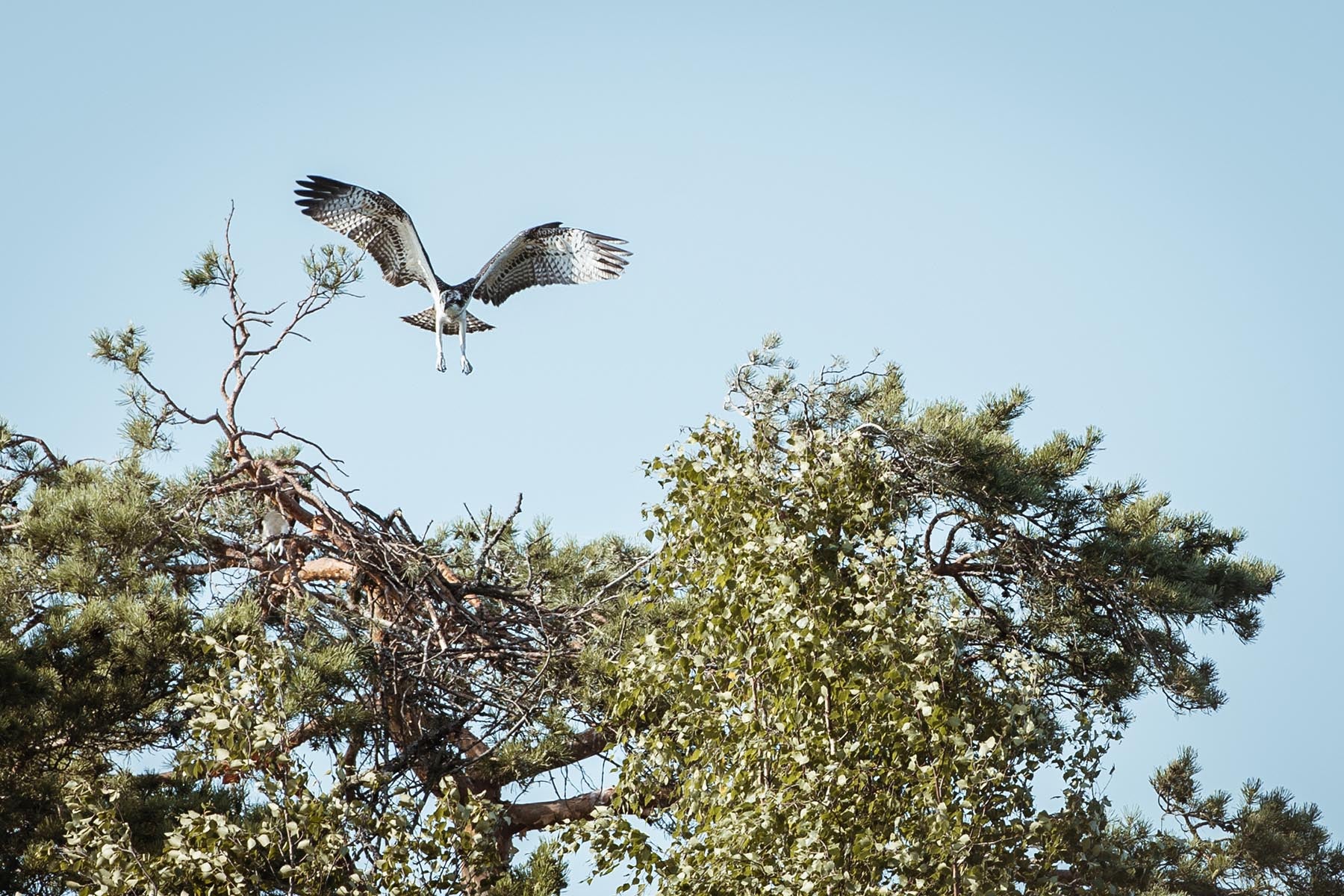 An eagle in flight, wings outstretched