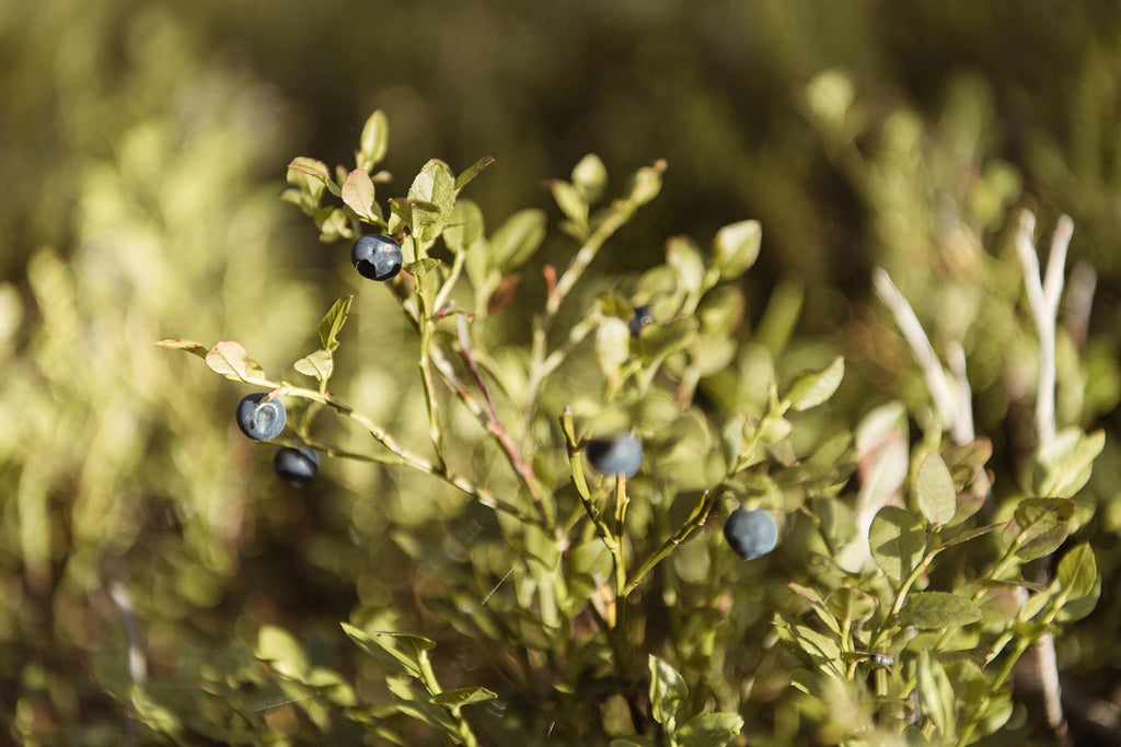 Bilberries, or wild blueberries, in Sweden