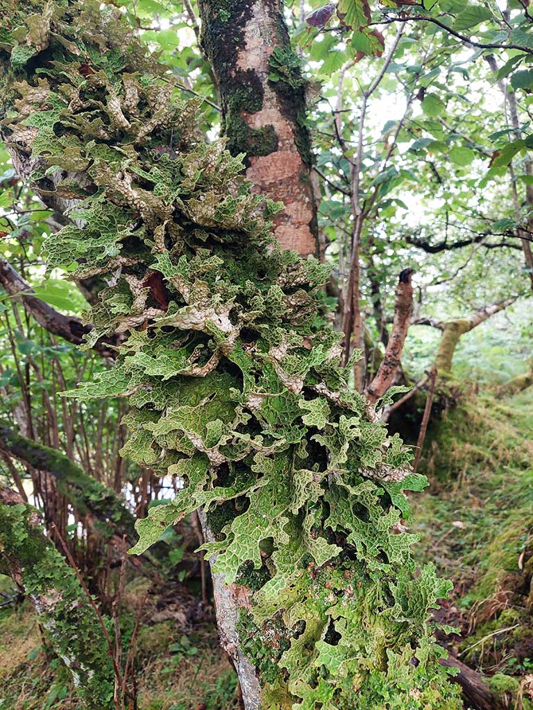 Tree lungwort in a temperate rainforest near Achmelvich.