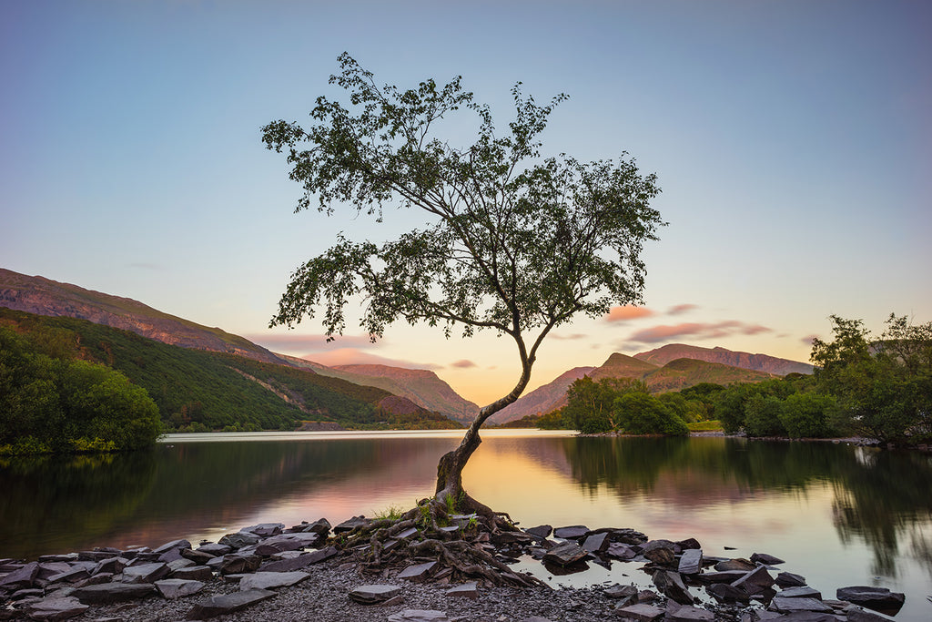 The famous lone tree at Llyn Padarn, Llanberis, Snowdonia.