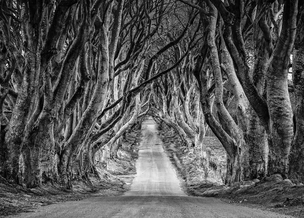 The Dark Hedges, the Game of Thrones trees, are a road of iconic beech trees in County Antrim, Northern Ireland. 