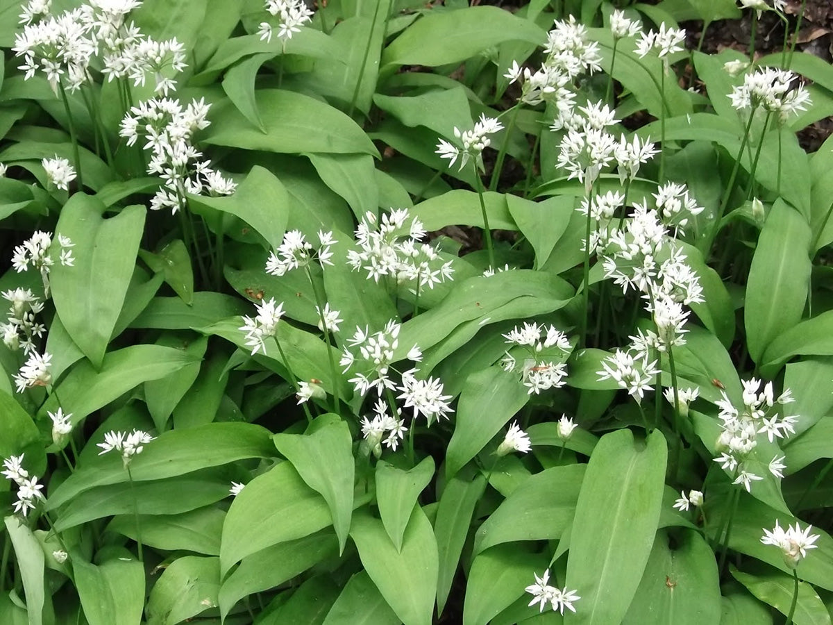 Wild Garlic