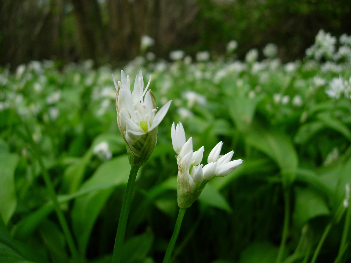 Wild Garlic Open Bud