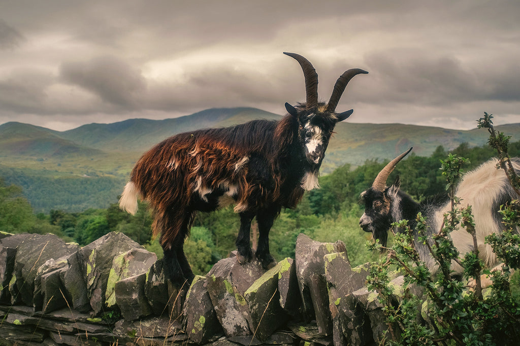 Feral mountain goats are a common sight in many of Snowdonia’s mountain ranges, including the Glyderau and the Rhinogydd.  