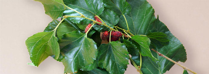 mulberry leaf
