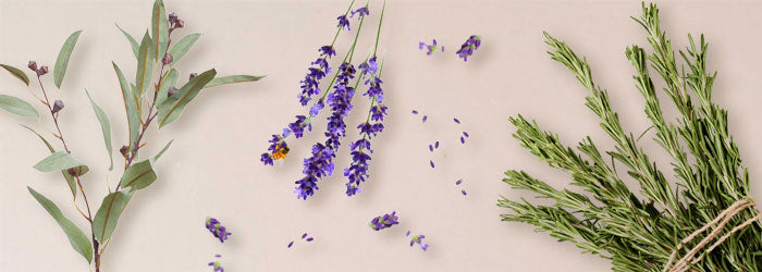 Rosemary, Lavender & Eucalyptus: 