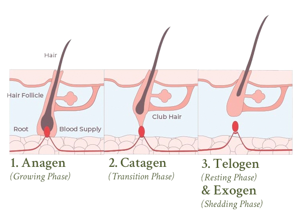 Illustration of the hair growthy cycle including the anagen, catagen, and telogen phase