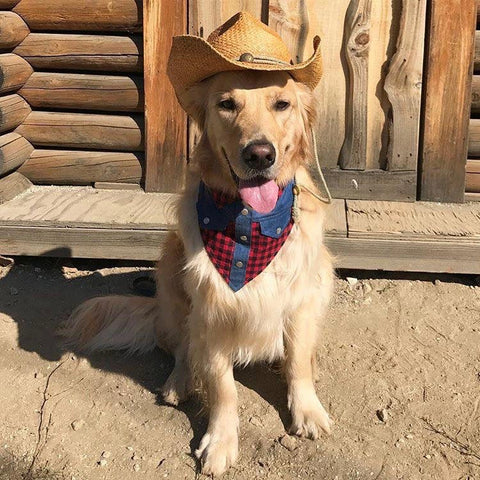 Halloween Dog Costume