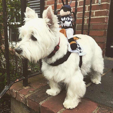 Dog Halloween Costumes