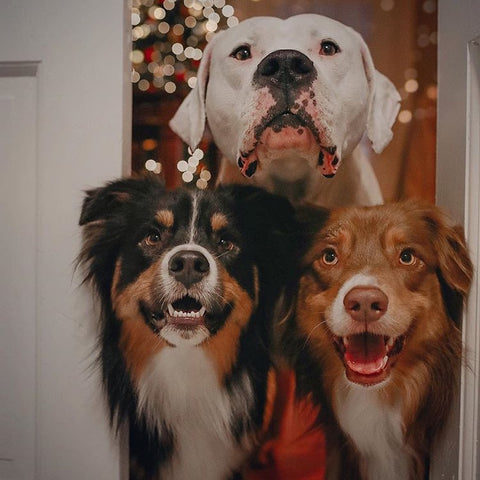 Dogs Waiting on Santa