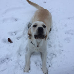 Snow Dog