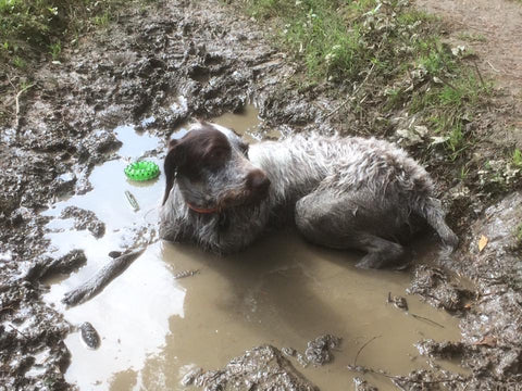 Playful Dog