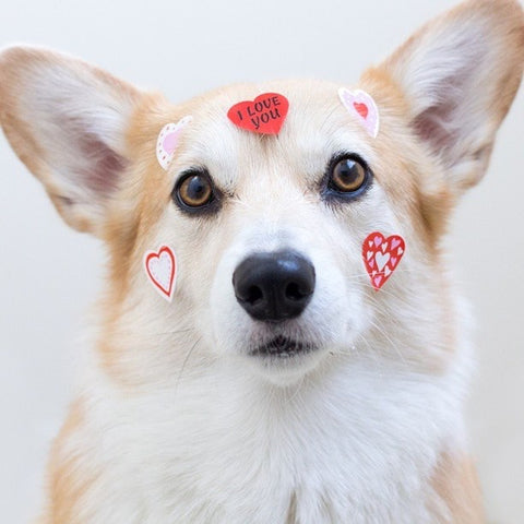 Valentine's Day Dog