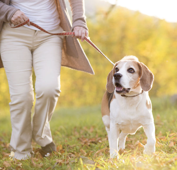 What to do if your dog is bored ?