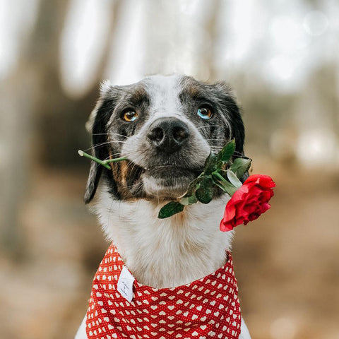 Valentine's Day Dog