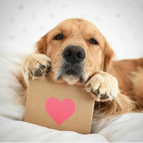 Valentine's Day Dog