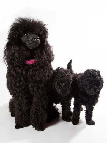 toy poodles