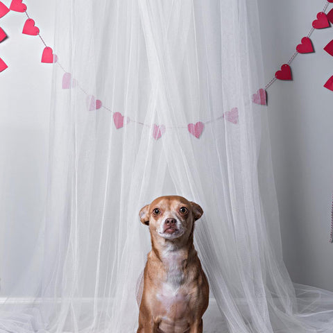 Valentine's Day Dog