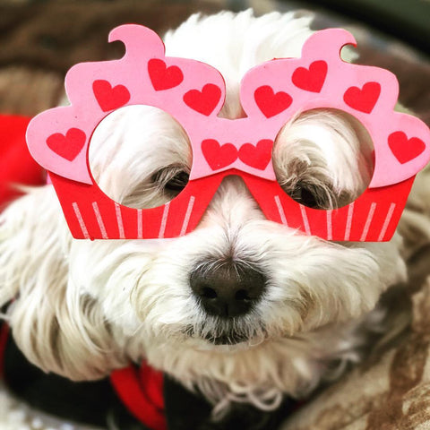 Valentine's Day Dog