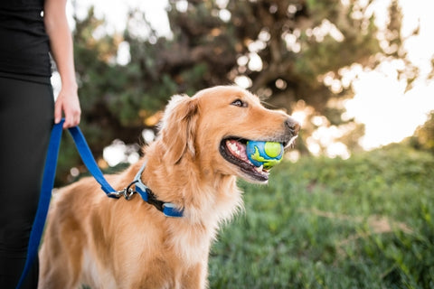 The Globe ball is made from the award-winning Orbee-Tuff material, which is 100% recyclable and non-toxic. Ball is durable, bouncy, buoyant, and perfect for tossing, fetching, and bouncing. Toy is infused with natural mint oil.