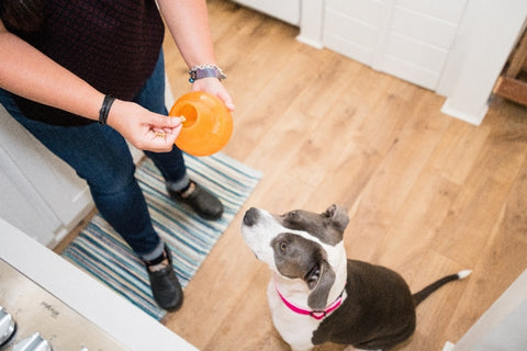 Snoop is a translucent and pliable ball with a deep crevice that conceals treats. Dogs will need to pounce, nudge, nose, and nibble the ball to release the treats hidden inside. This interactive puzzle toy keeps dogs engaged, drives brain stimulation, and promotes self-play.