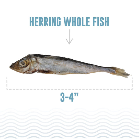 Icelandic+ Herring Whole Fish treats are sustainably wild-caught, 100% natural, and free of additives or preservatives.