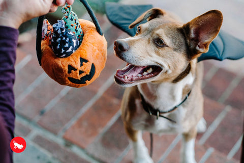 These goodies are no trick! Treat your dog to the spooky sweets and ghoulish squeakers that overflow the festive Howl-o-ween Treat Basket from P.L.A.Y. Toy makes crinkle and squeak noises for hours of interactive fun!