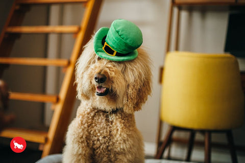 Celebrate St. Patrick's Day in style with this whimsical Leprechaun Hat from P.L.A.Y. Toy makes crinkle and squeak noises for hours of interactive fun! Turn your dog's toy into a wearable hat by securing a strap to the built-in loops. Now it's time for an adorable photo-op with your dog!